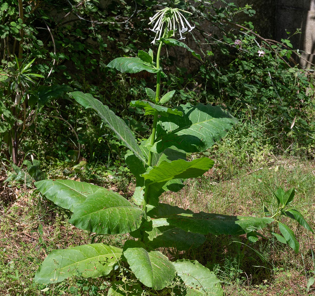 Habitus